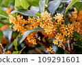 Kinmokusei 109291601