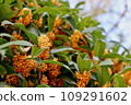 Kinmokusei 109291602