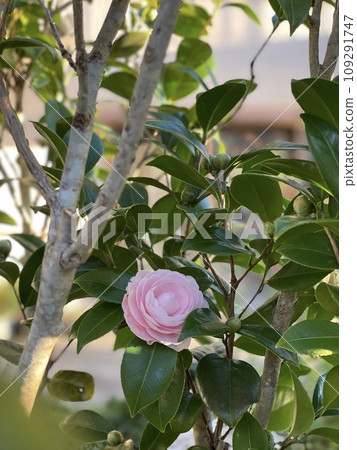 粉紅色的otome山茶花 粉紅色的otome山茶花 109291747