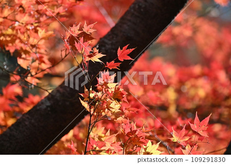 Colored leaves color the autumn Colored leaves color the autumn 109291830