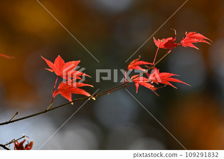 Colored leaves color the autumn 109291832