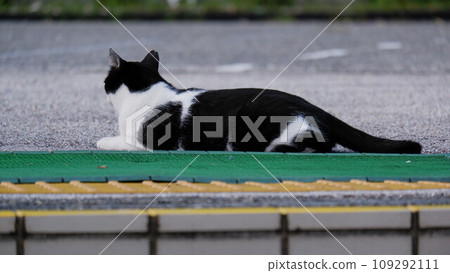 一隻面朝外的貓 109292111