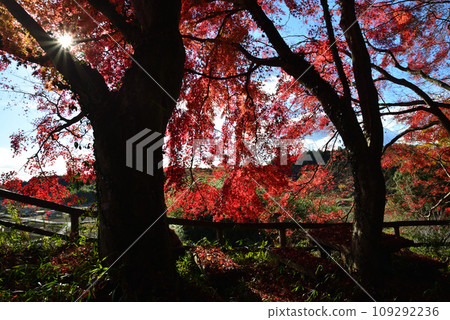Autumn leaves of Mt. Kannon 2022-11-24 #101 Autumn leaves of Mt. Kannon 2022-11-24 #101 109292236