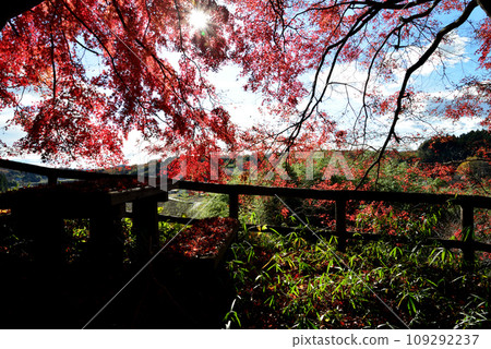 Autumn leaves of Mt. Kannon 2022-11-24 #102 Autumn leaves of Mt. Kannon 2022-11-24 #102 109292237