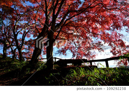 Autumn leaves of Mt. Kannon 2022-11-24 #103 109292238