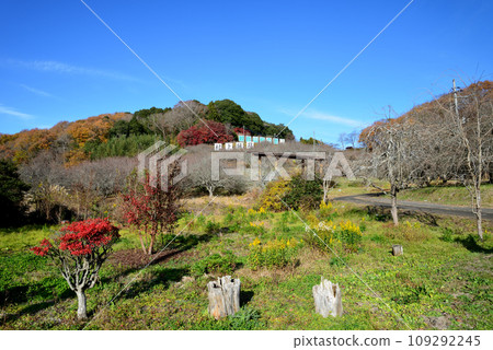 Autumn leaves of Mt. Kannon 2022-11-24 #110 109292245