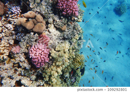 coral reef in Egypt, Makadi Bay 109292801