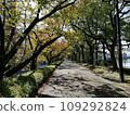 Hijiyamashita, Minami Ward, Hiroshima City, Hiroshima Prefecture, Kyobashi River, Autumn Promenade, Peace Path 109292824