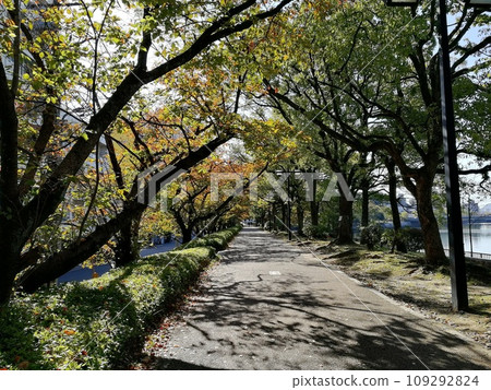 Hijiyamashita, Minami Ward, Hiroshima City, Hiroshima Prefecture, Kyobashi River, Autumn Promenade, Peace Path Hijiyamashita, Minami Ward, Hiroshima City, Hiroshima Prefecture, Kyobashi River, Autumn Promenade, Peace Path 109292824