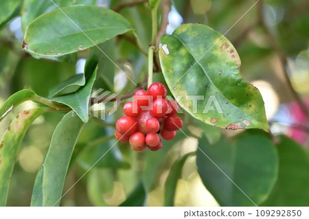 Sanekazura水果 109292850