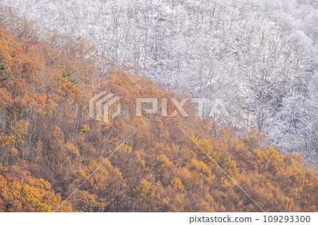 紅葉和雪(蒜山高原) 紅葉和雪(蒜山高原) 109293300