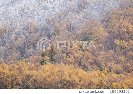 紅葉和雪(蒜山高原) 紅葉和雪(蒜山高原) 109293301