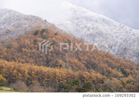 Autumn leaves and snow (Hiruzen Plateau) Autumn leaves and snow (Hiruzen Plateau) 109293302