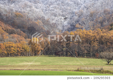 Autumn leaves and snow (Hiruzen Plateau) Autumn leaves and snow (Hiruzen Plateau) 109293303