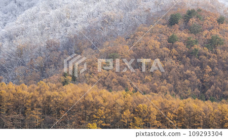 Autumn leaves and snow (Hiruzen Plateau) Autumn leaves and snow (Hiruzen Plateau) 109293304