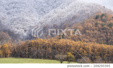 Autumn leaves and snow (Hiruzen Plateau) Autumn leaves and snow (Hiruzen Plateau) 109293305