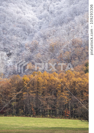 Autumn leaves and snow (Hiruzen Plateau) Autumn leaves and snow (Hiruzen Plateau) 109293306