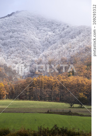 Autumn leaves and snow (Hiruzen Plateau) 109293312