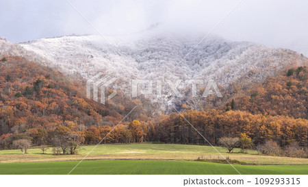 Autumn leaves and snow (Hiruzen Plateau) Autumn leaves and snow (Hiruzen Plateau) 109293315