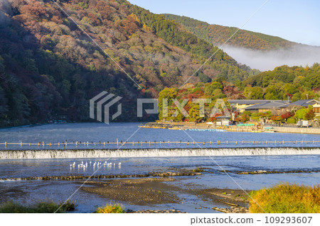 在早上的渡月橋 109293607
