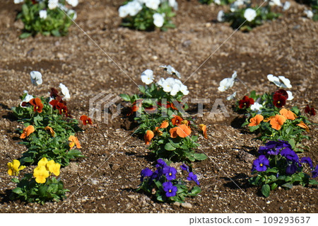 Pansy Pansy 109293637