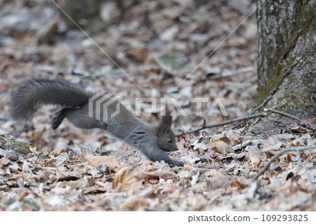 A squirrel running energetically through the forest in late autumn 109293825