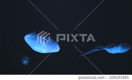 海蜇 海蜇 109293985