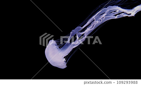 Jellyfish Jellyfish 109293988