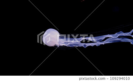 Jellyfish 109294010