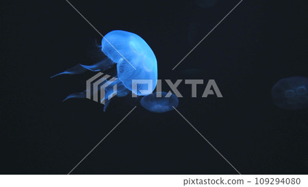 海蜇 109294080
