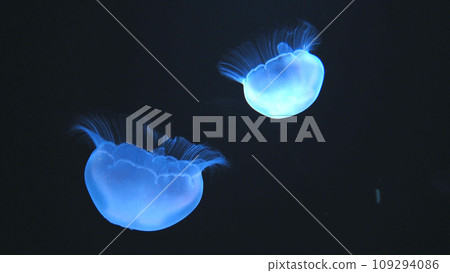Jellyfish 109294086