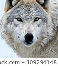 Illustration of an arctic wolf created with AI 109294148