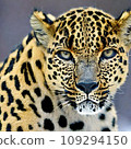 Leopard illustration created with AI 109294150