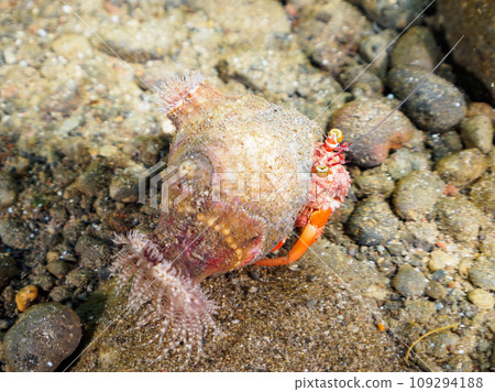 Hirizo 海灘上一隻神秘的素面寄居蟹(寄居蟹科)背負著海葵。靜岡縣伊豆半島加茂郡南伊豆市 Hirizo 海灘上一隻神秘的素面寄居蟹(寄居蟹科)背負著海葵。靜岡縣伊豆半島加茂郡南伊豆市 109294188