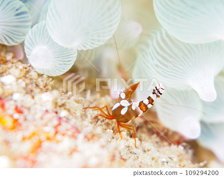 A beautiful sea anemone spider shrimp (Familyidae) attached to a sea anemone at Hirizo Beach. Minamiizu, Kamo District, Izu Peninsula, Shizuoka Prefecture A beautiful sea anemone spider shrimp (Familyidae) attached to a sea anemone at Hirizo Beach. Minamiizu, Kamo District, Izu Peninsula, Shizuoka Prefecture 109294200
