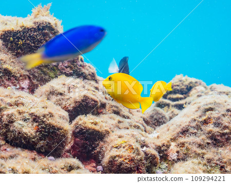 Cute young tsukihagi (Nizadaidae) and Solas damselfish (Dameidae) at Hirizo Beach. Izuhan, Shizuoka Prefecture Cute young tsukihagi (Nizadaidae) and Solas damselfish (Dameidae) at Hirizo Beach. Izuhan, Shizuoka Prefecture 109294221