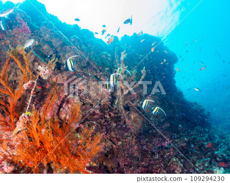 Hirizo 海灘落腳處有美麗的摩爾魚(特立尼達科)、金魚(蘆科)和其他魚群。 Hirizo 海灘落腳處有美麗的摩爾魚(特立尼達科)、金魚(蘆科)和其他魚群。 109294230