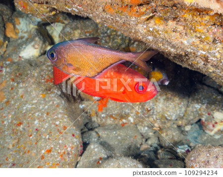 Hirizo 海灘水下洞穴中美麗的黑斑鹮（科：Acanthidae）、箱魨（Fugudae）和其他魚類。靜岡縣 義大利 109294234