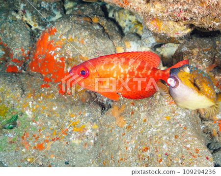 Hirizo 海灘水下洞穴中美麗的黑斑鹮（科：Acanthidae）、箱魨（Fugudae）和其他魚類。靜岡縣 義大利 109294236