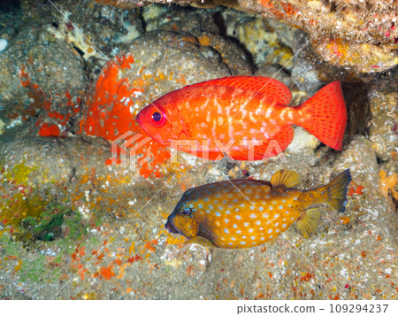 Hirizo 海灘水下洞穴中美麗的黑斑鹮（科：Acanthidae）、箱魨（Fugudae）和其他魚類。靜岡縣 義大利 109294237
