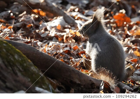 秋日的陽光下♪蝦夷松鼠 秋日的陽光下♪蝦夷松鼠 109294262