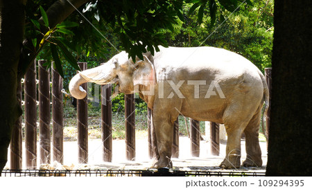 Indian elephant Indian elephant 109294395