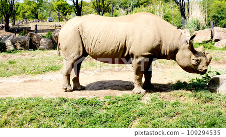 Rhino 109294535
