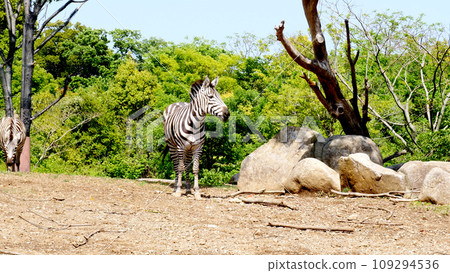 zebra zebra 109294536