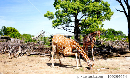 Giraffe Giraffe 109294654