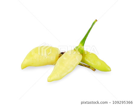 Karen chili isolated on white background. 109295366