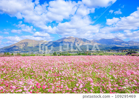Cosmos field and Mt. Aso, Aso District, Kumamoto Prefecture 109295469