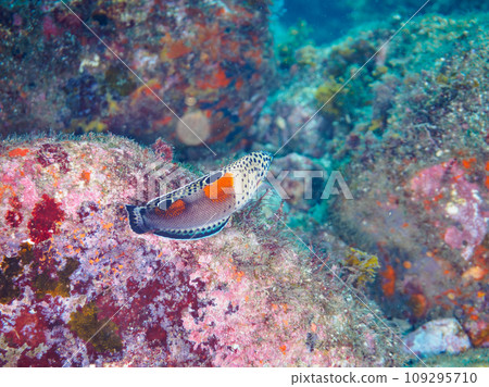 一隻美麗的年輕鳳頭瀨魚（瀨魚家族）。靜岡縣伊豆半島加茂郡南伊豆町中木渡輪渡口的埼三海灘 109295710