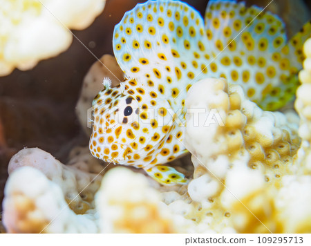 Hirizo 海灘上美麗的鹿角珊瑚（桌珊瑚）和可愛的年輕鹿角珊瑚（銀蓮花科）。 109295713