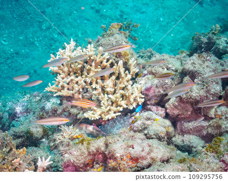 A beautiful flock of Kaminari wrasse (Furaceae), Horai Himeji (Acanthidae) and others on Hirizo Beach. Kamo District, Izu Peninsula, Shizuoka Prefecture 109295756
